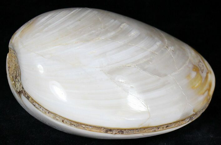 Wide Polished Fossil Clam - Jurassic #21779